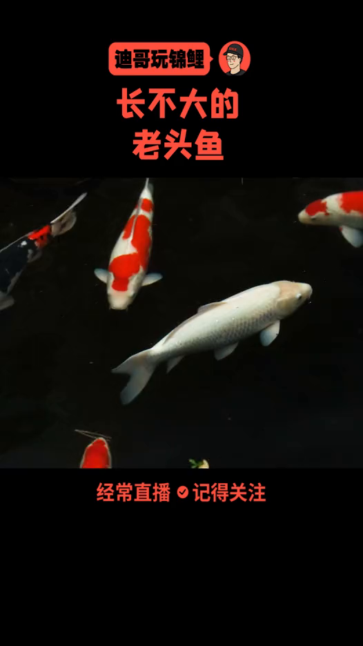 什么样的锦鲤才有成长性?