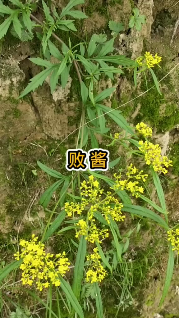 败酱败酱科,以全草入药,有清热解毒,破瘀排脓之功效