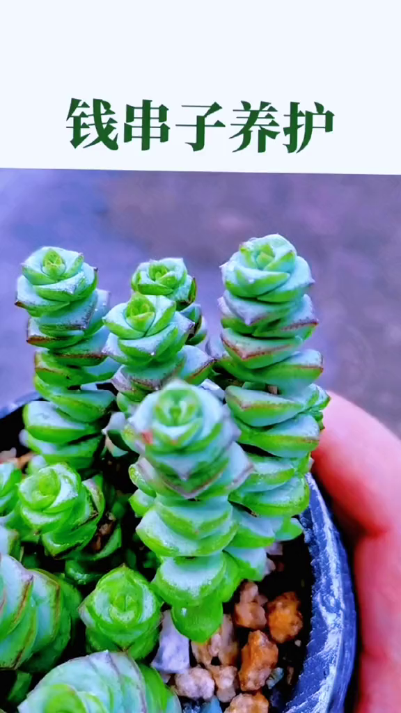 多肉植物钱串养护小知识