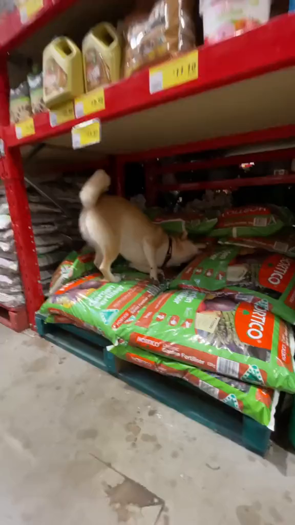 啊这是好吃的,让我蹭蹭柴犬柴犬日常柴犬表情包合肥柴犬