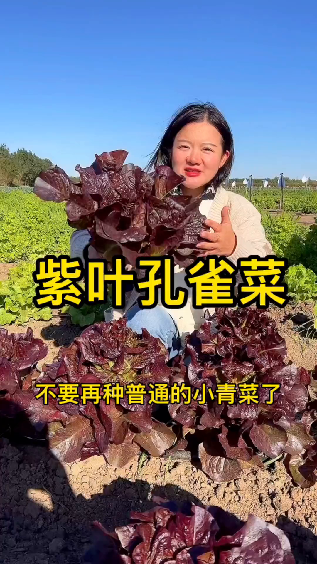 紫叶孔雀菜,撒撒种子浇浇水