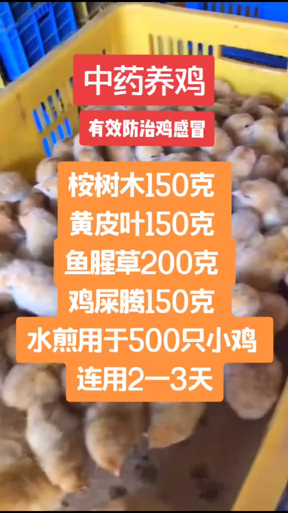 中药养鸡绿色养殖鸡病防治散养鸡科学养鸡