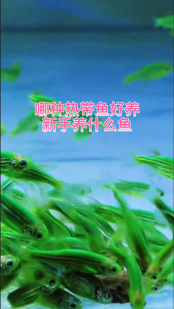 哪种热带鱼好养新手养什么鱼