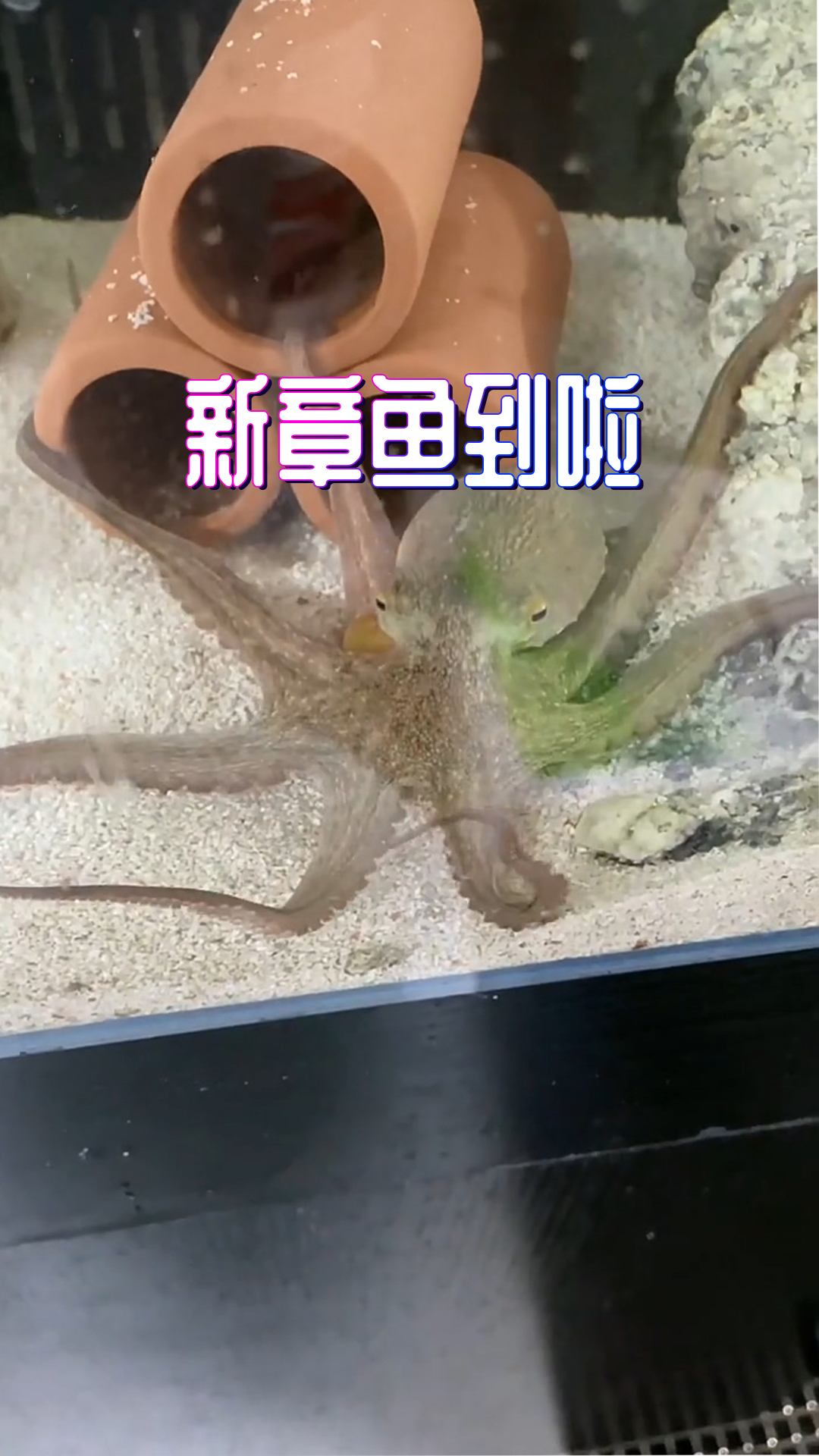章鱼能活着到我家,说明它有着别的章鱼没有的毅力和运气