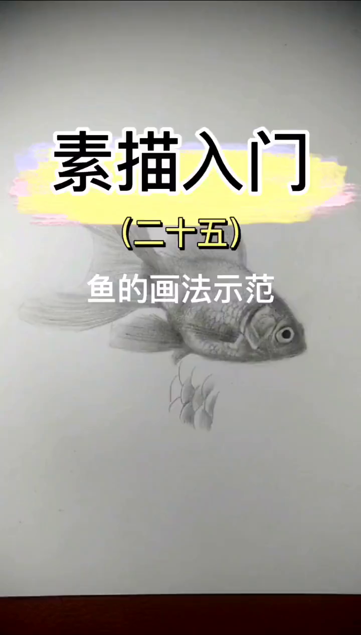 素描动物鱼的画法示范-鱼鳞的表达塑造