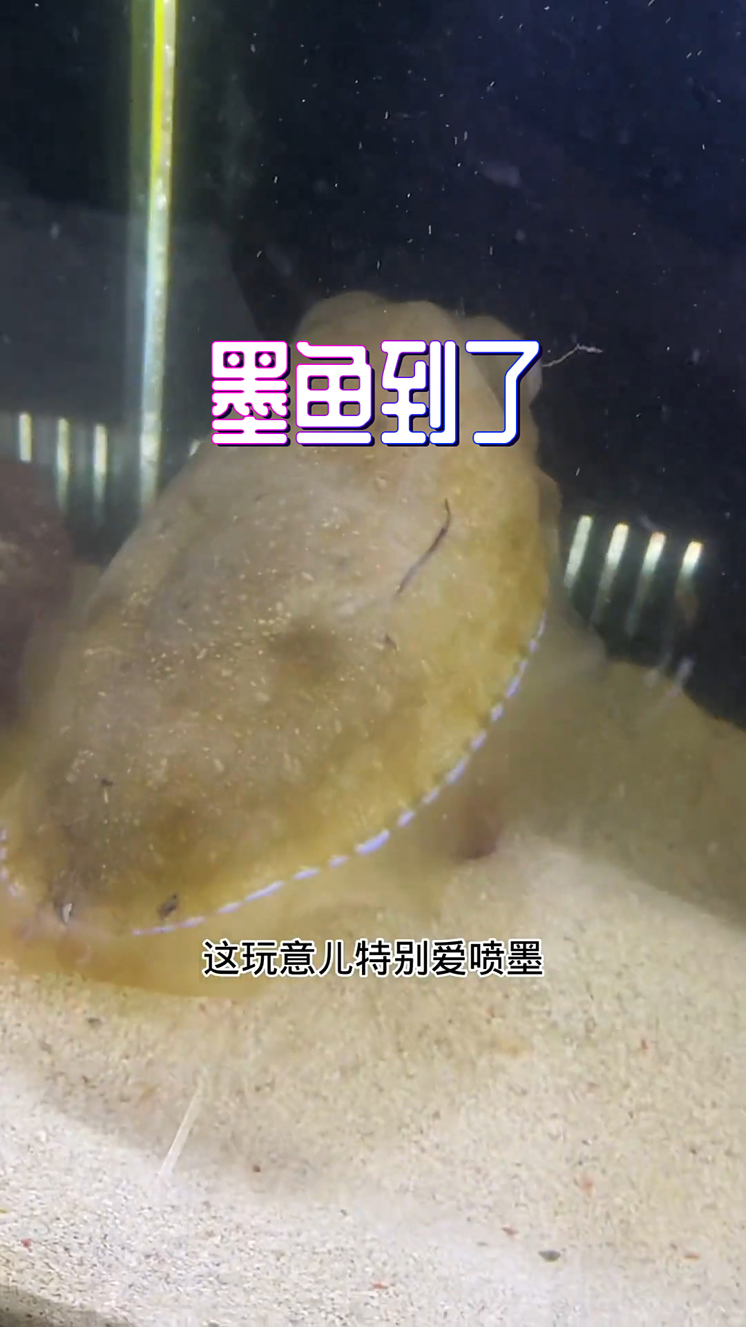 墨鱼不敢养别的缸,一喷墨整缸水就废了