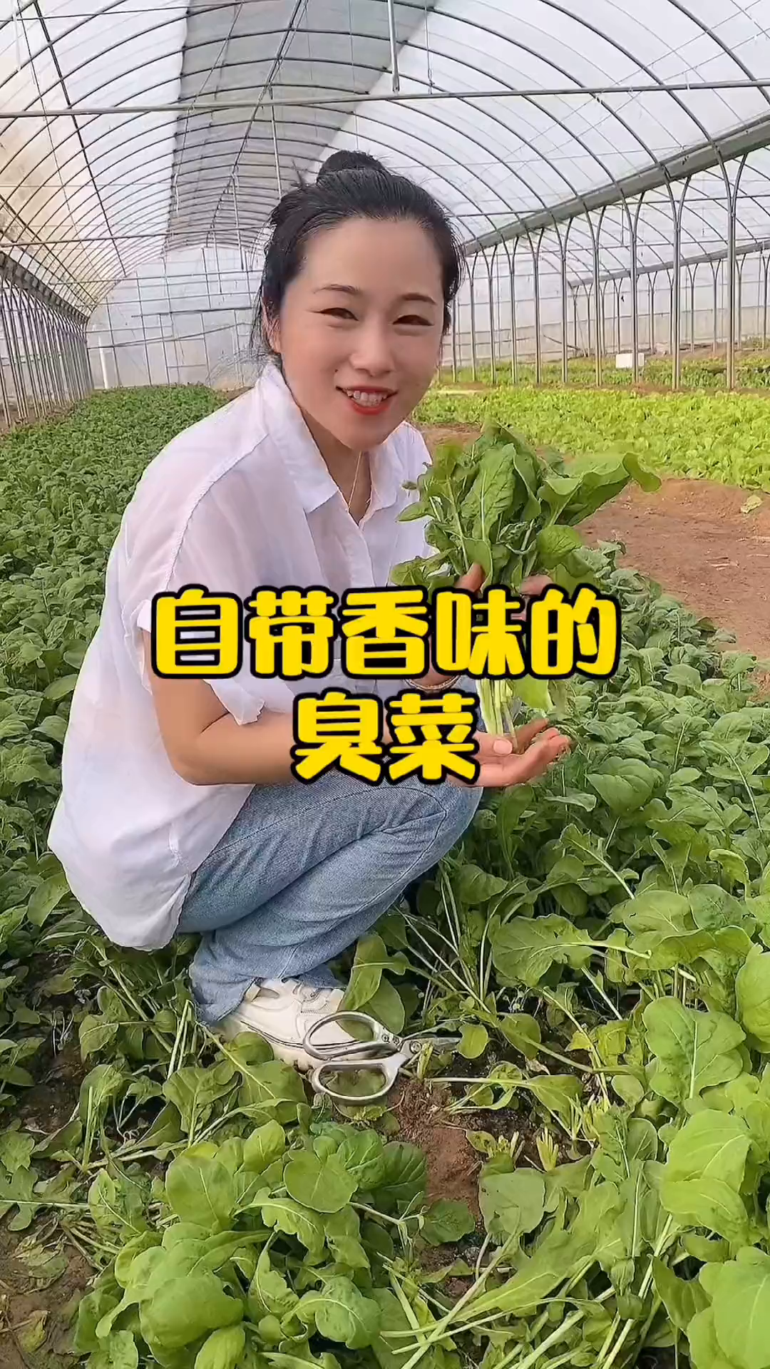 你们见过臭菜吗,虽然叫臭菜,可是味道却很好
