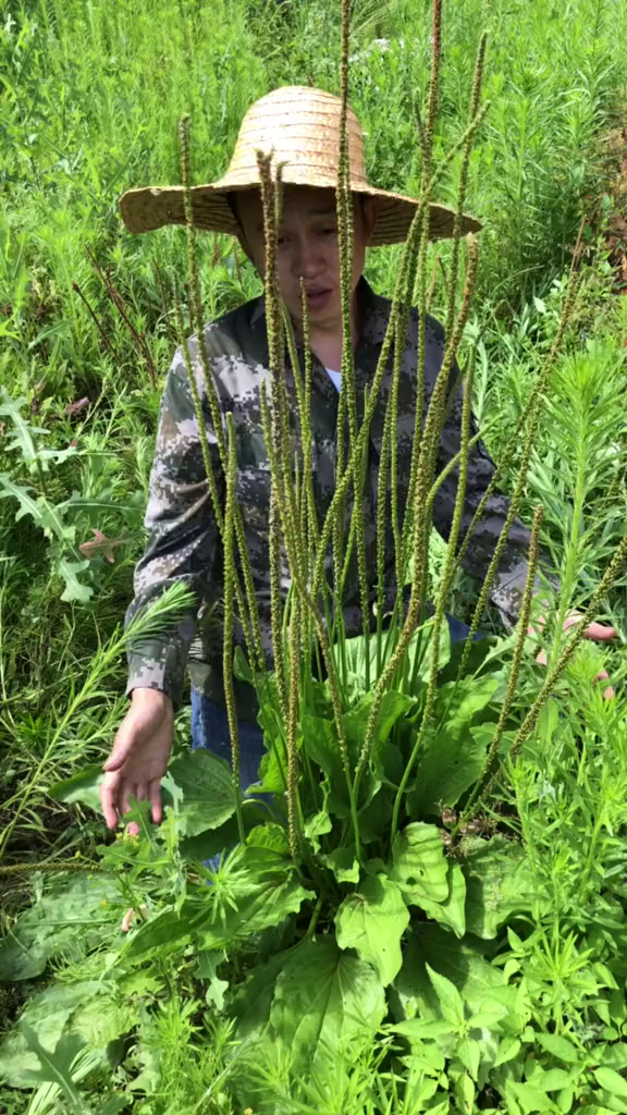 一米多高的车轱辘菜,成精啦……