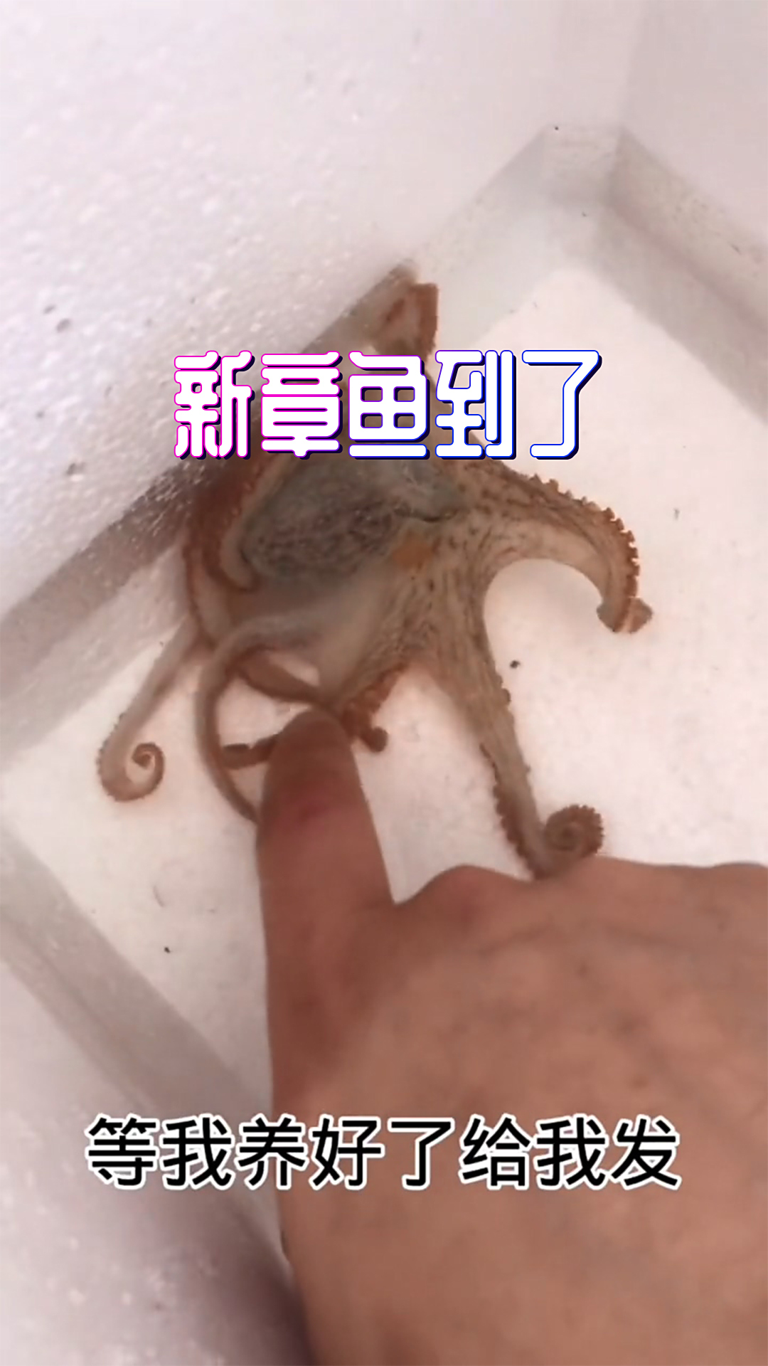 新章鱼终于到了,太不容易了