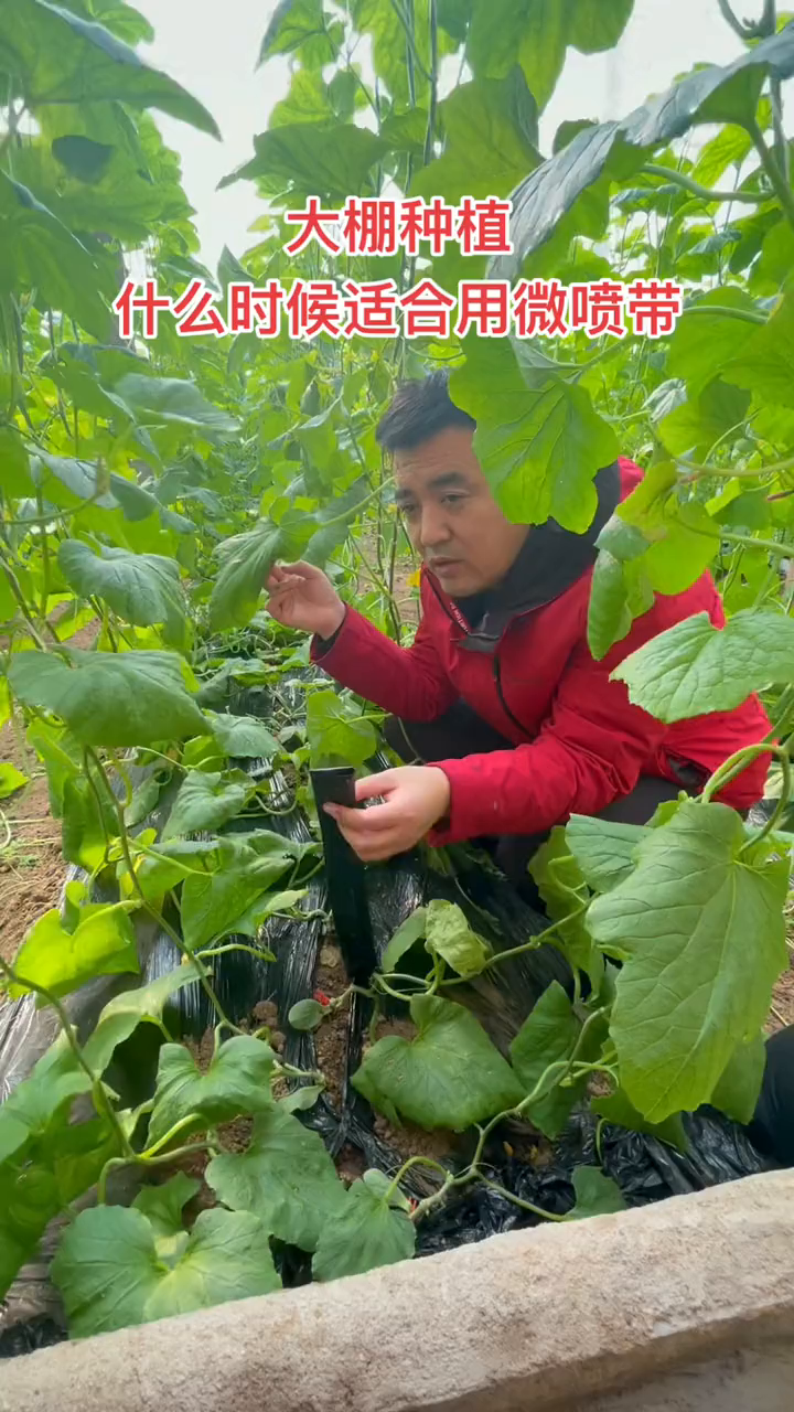 大棚种植羊角蜜,这个时候可以用微喷带羊角蜜甜瓜农业种植