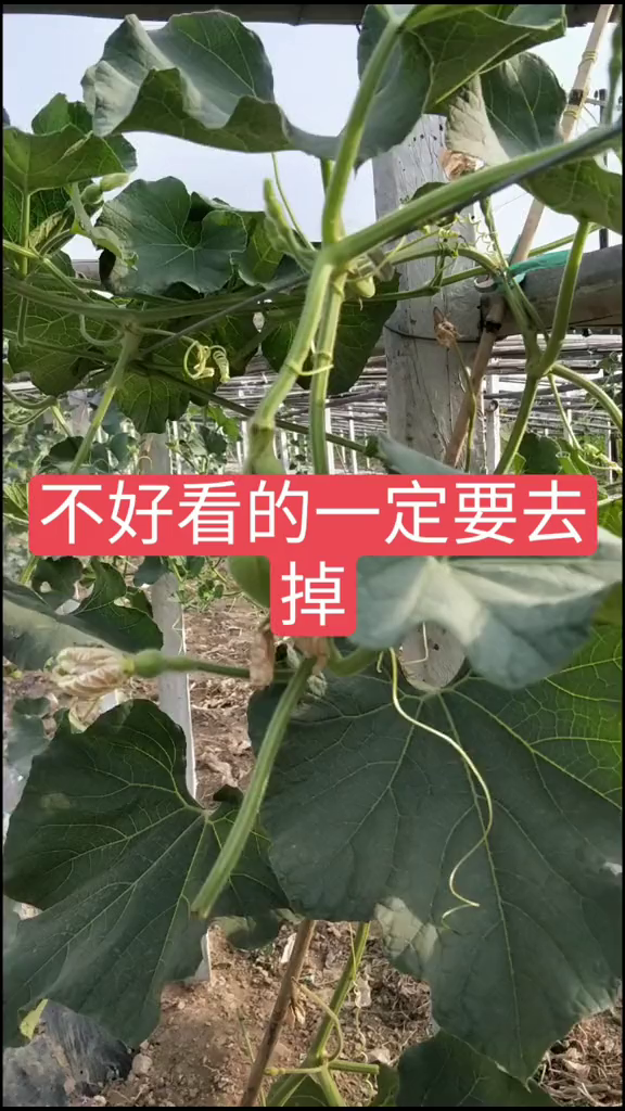八宝葫芦你拿它当个葫芦它真不往葫芦上长