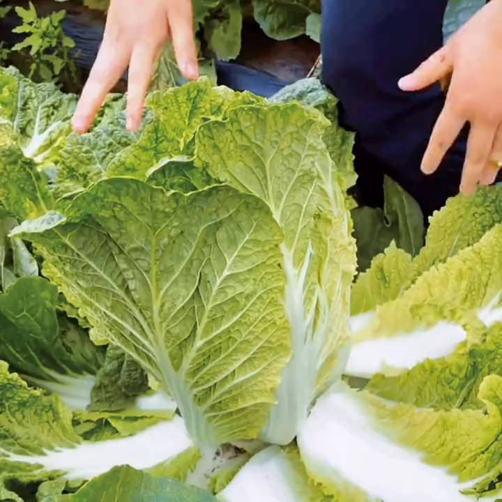 能变色橘红心白菜