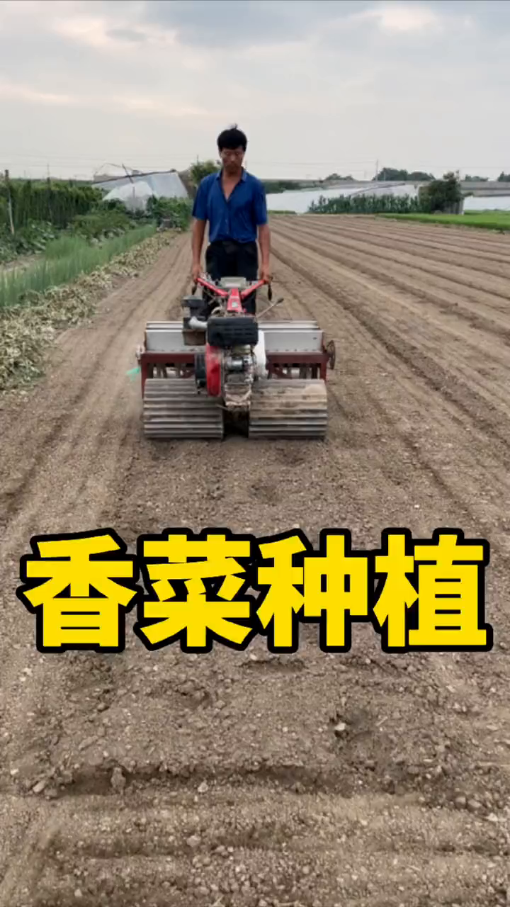 今天分享大田香菜种植方法!
