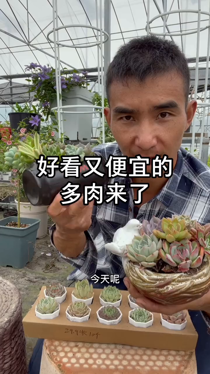推荐一些状态好又实惠的多肉,带盆栽发货的哦!