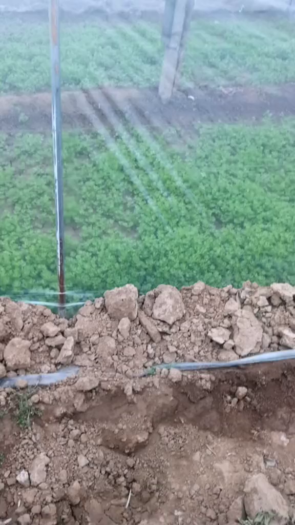 来看芹菜芽长的啥样