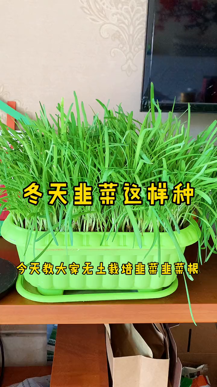 韭菜无土栽培,长的更快更好吃