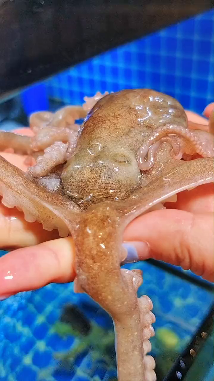 鱼乐视界义乌美食义乌韩国料理喵喵探义乌麻包粽