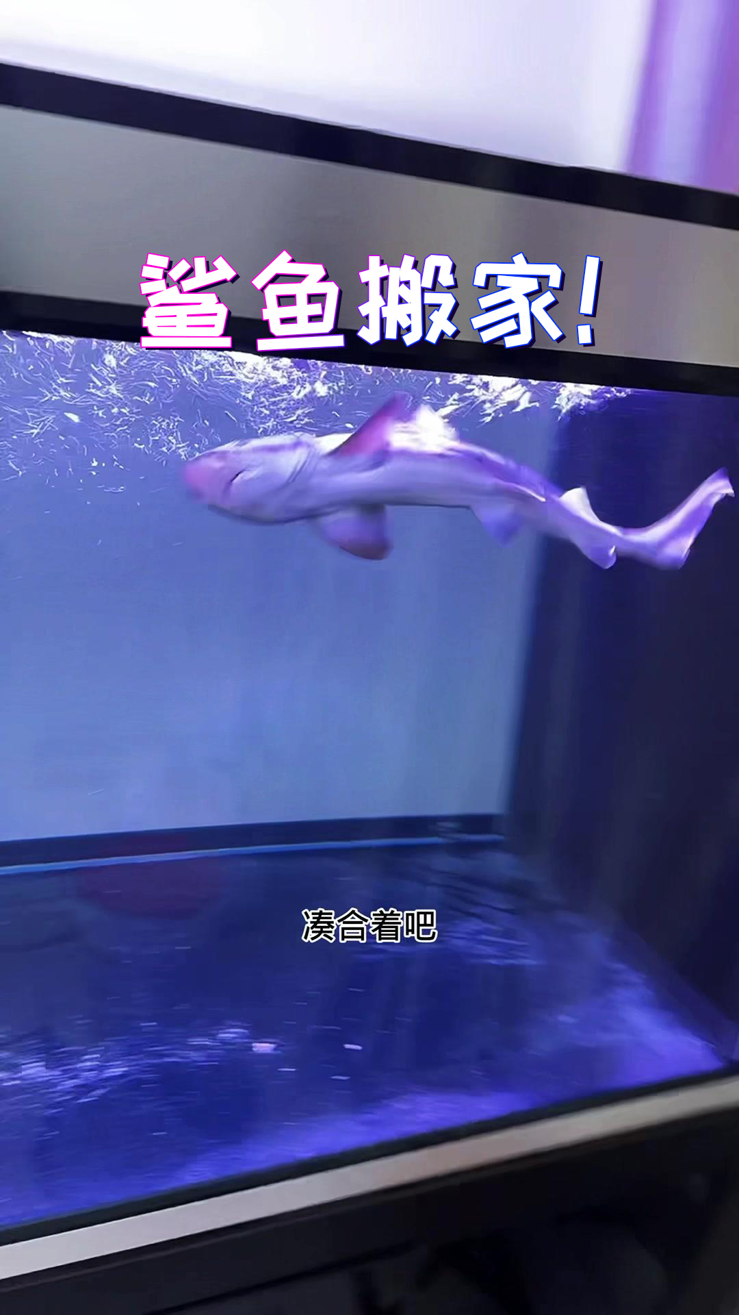后天给章鱼搬家!白鳍鲨就要来啦!