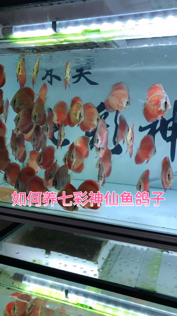 如何养七彩神仙鱼鸽子