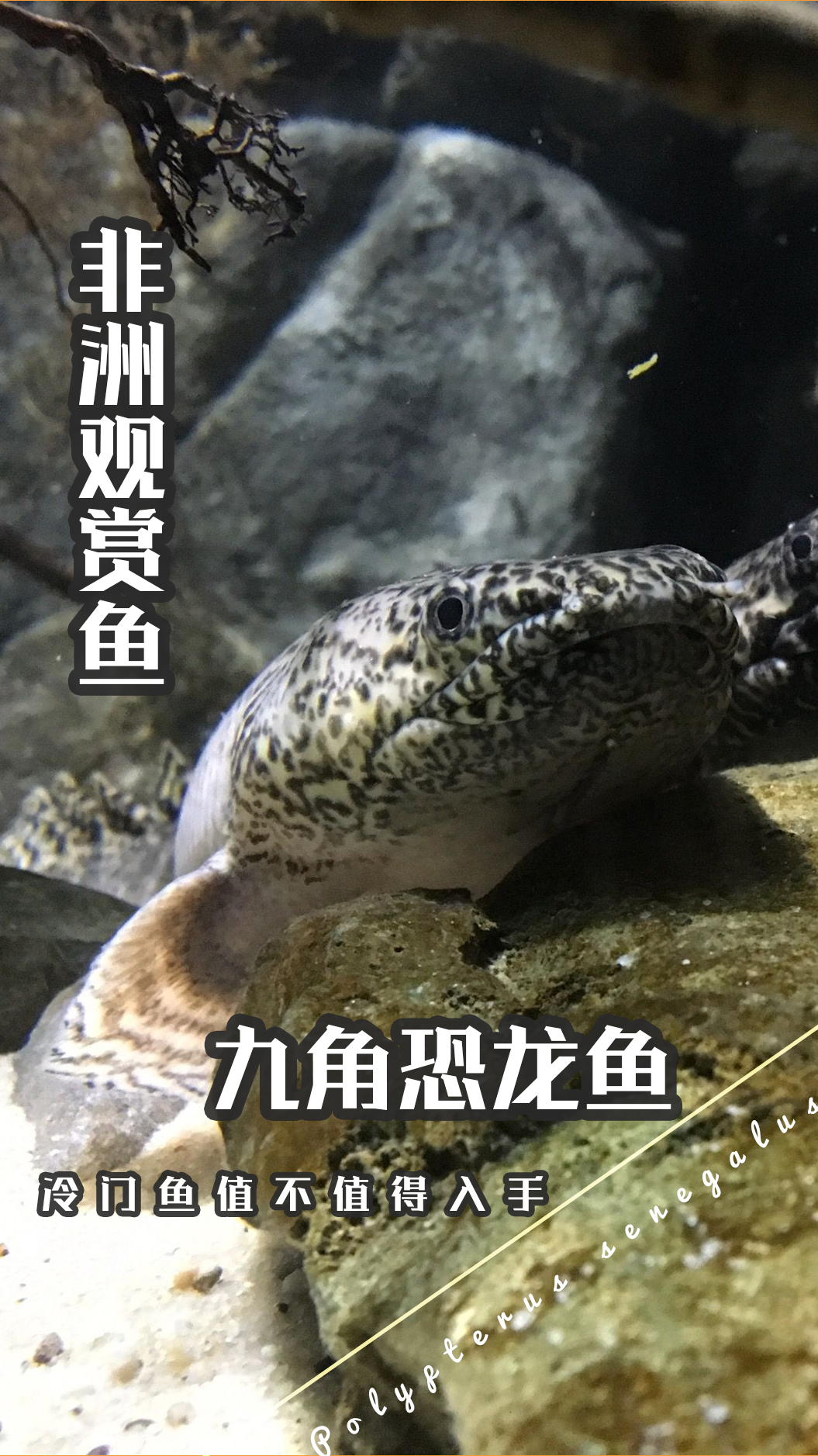 非洲冷门观赏鱼-九角恐龙鱼你见过吗