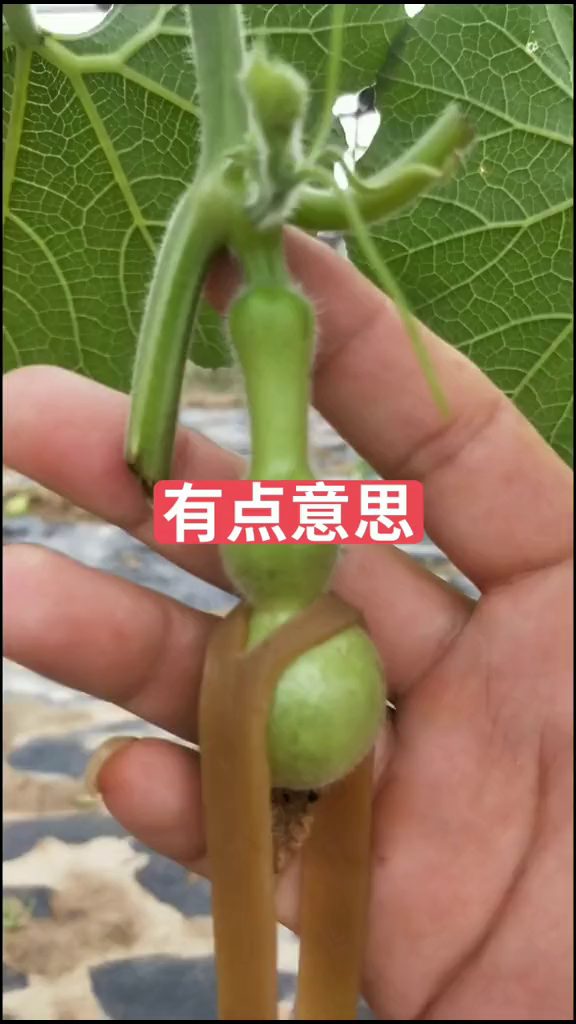 天然生长八宝葫芦漂亮的小长嘴八宝