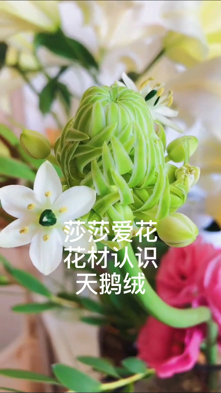夏日花材美丽天鹅绒鲜花认识莎莎爱花