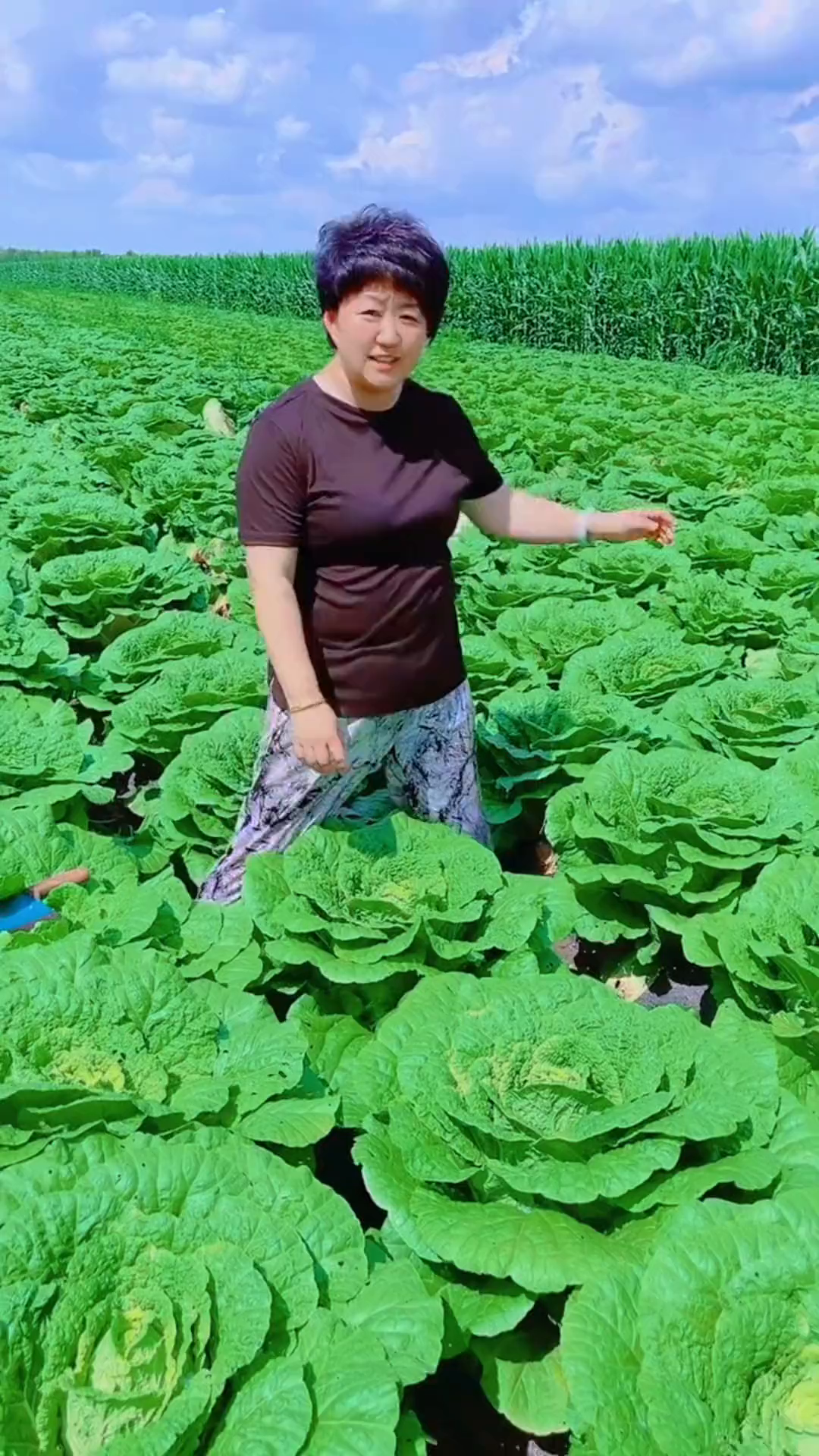 大白菜想种好,种植方法非常重要