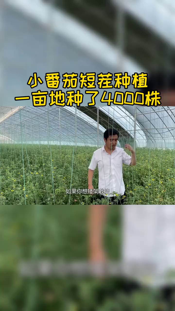 寿光蔬菜西红柿种植王友福大棚蔬菜