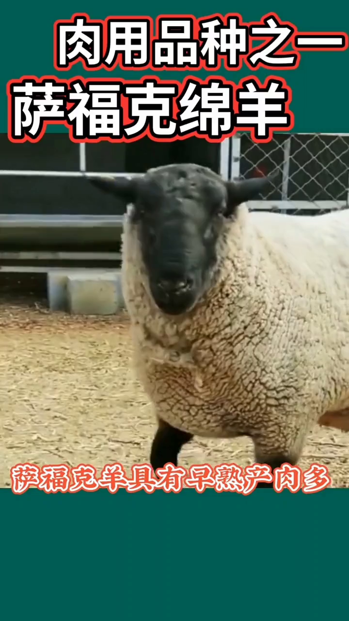感谢种公羊萨福克羊推荐求关注啊