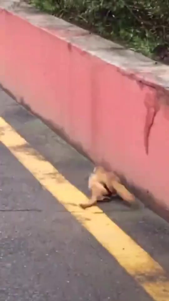 黄鼠狼不能S,原因竟是它的天敌?
