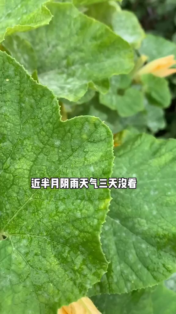 阳台种菜南瓜叶子白粉病怎么治?发病初期用小苏打兑水喷洒