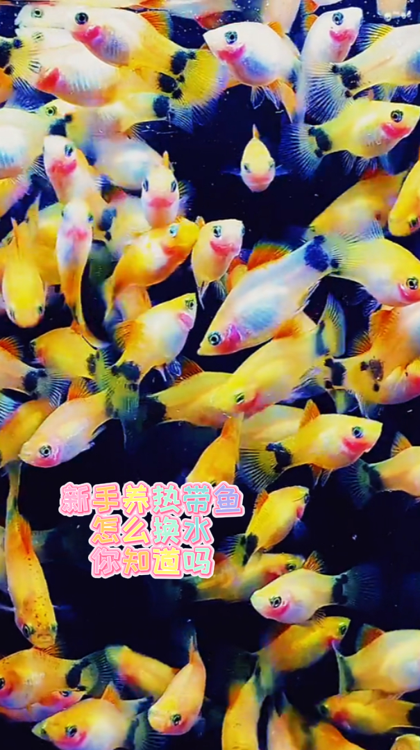 新手养热带鱼怎么换水你知道吗