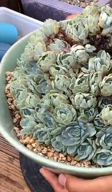 用大盆种多肉,不要土太多,否则很容易徒长