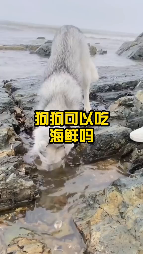 狗狗可以吃海鲜吗?