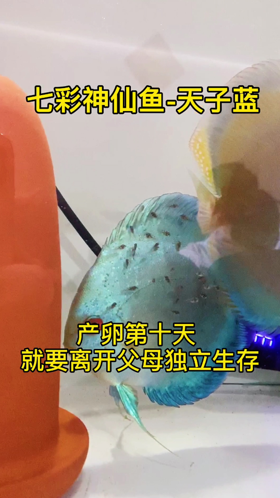 七彩神仙鱼繁殖篇-天子蓝-产卵第十天小鱼已经可以自己找东西吃,就要离开父母独立生存