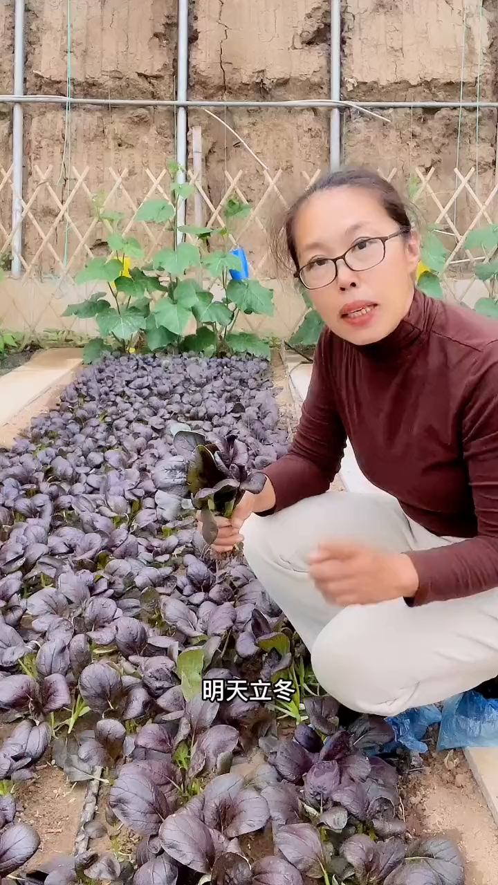 特别耐寒的紫色小油菜,富含花青素