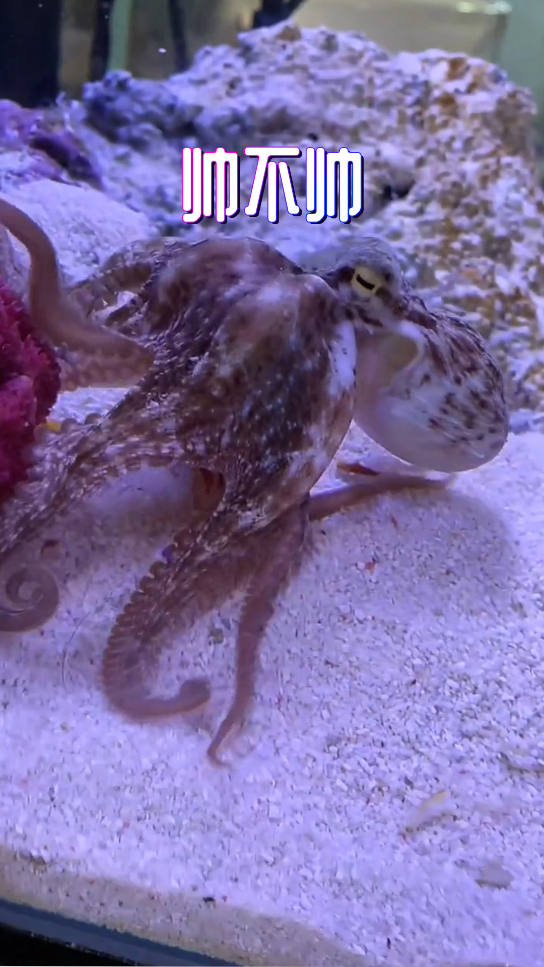 章鱼大到一定程度,真是怪物级别了