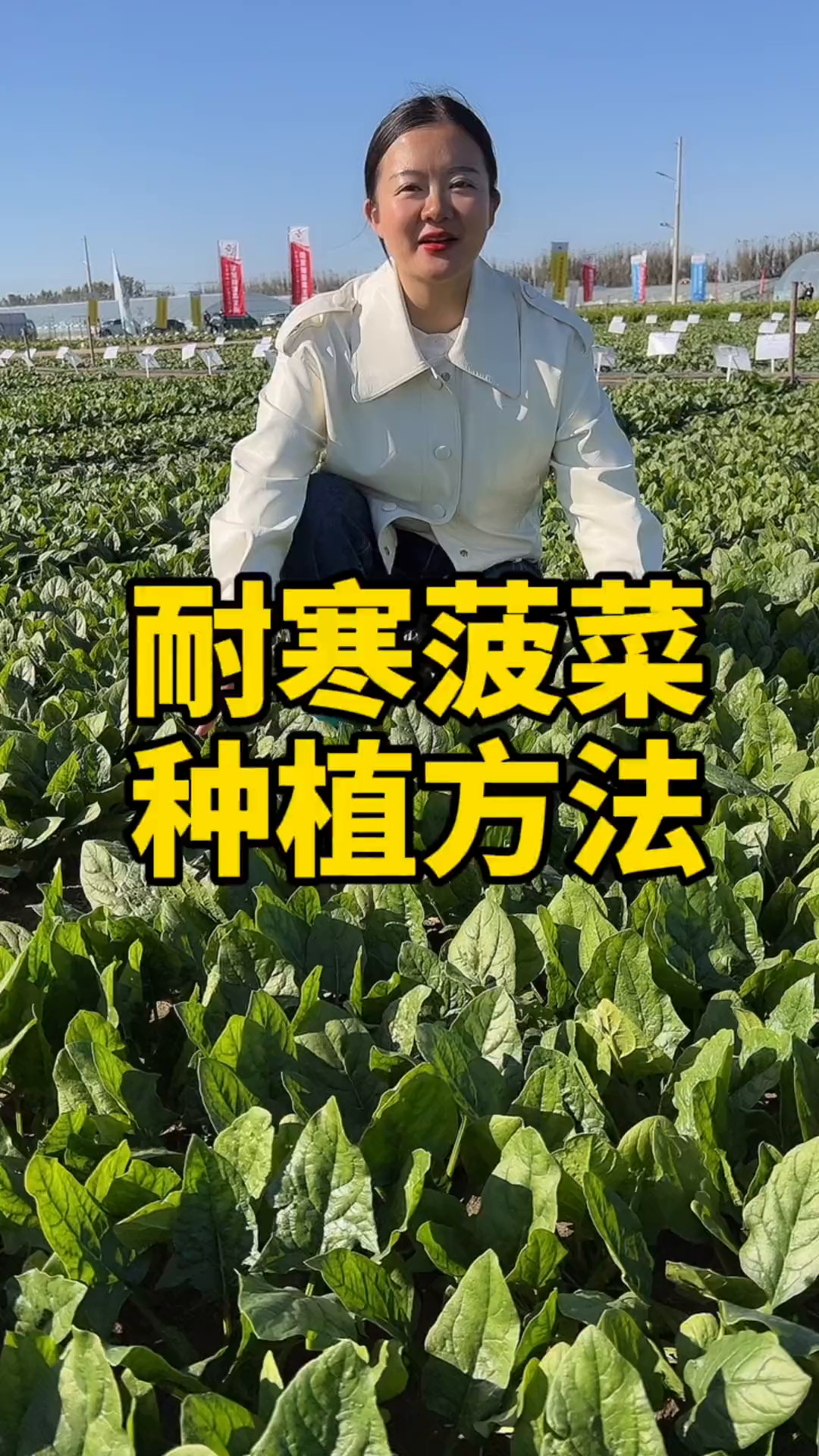 耐寒菠菜种植方法,现在正是种植的季节
