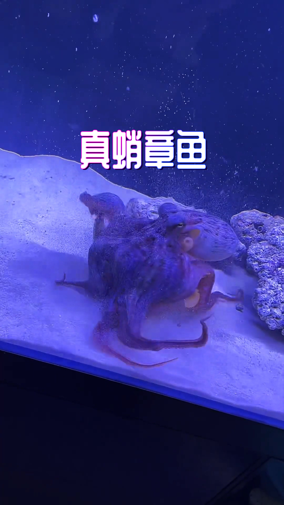 我怎么感觉好像被章鱼套路了呢