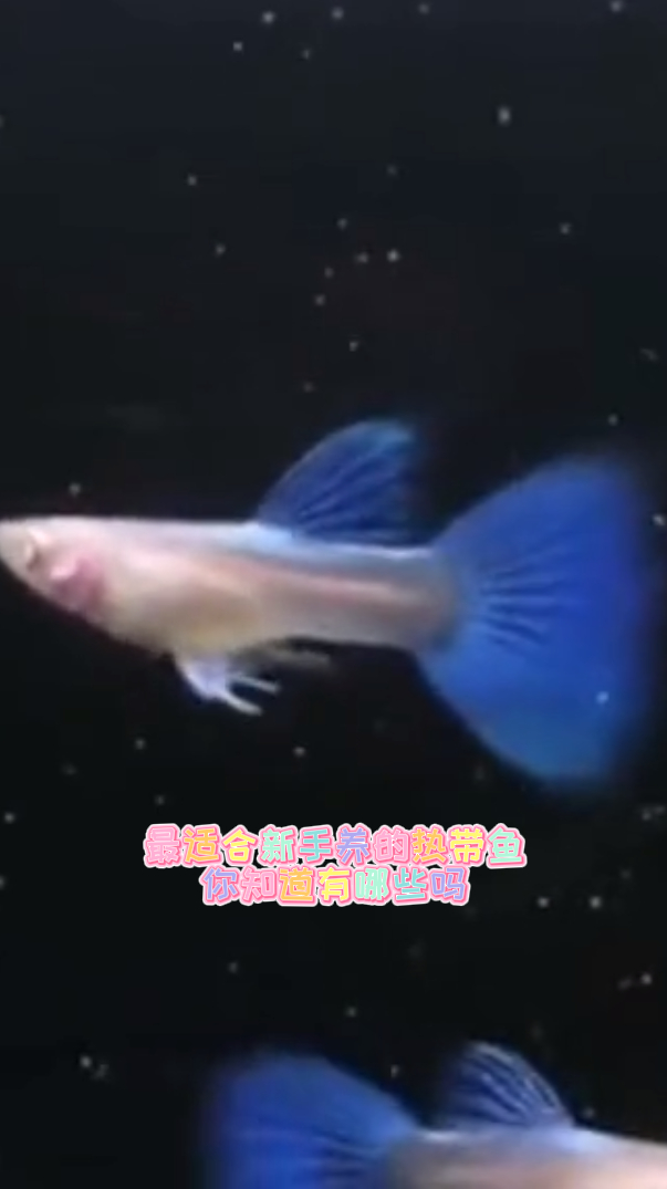 最适合新手养的热带鱼你知道有哪些吗