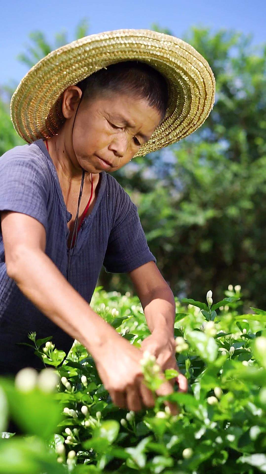 茉莉染香了黑糯米,这样做传统的糯米饭团着吃外酥里嫩不会腻,香气盈盈