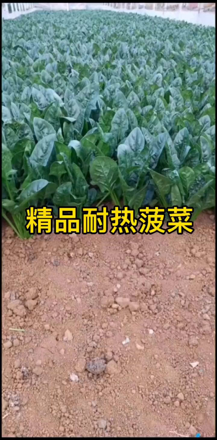 夏季高温种植的耐热菠菜品种,红根菠菜特别鲜嫩好吃