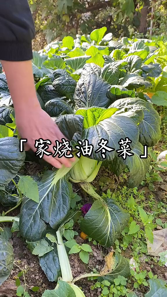 家常菜油冬菜上霜油冬菜
