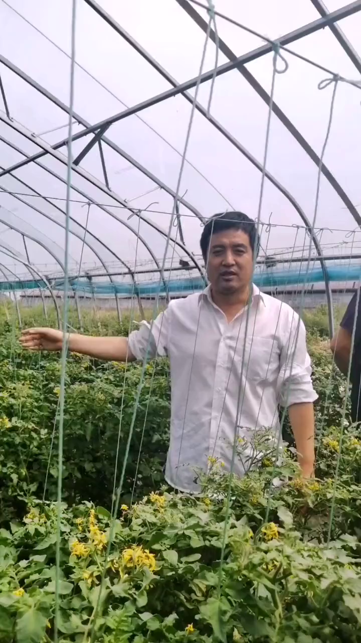 落蔓花打顶寿光蔬菜农业种植小番茄西红柿种植蔬菜大棚