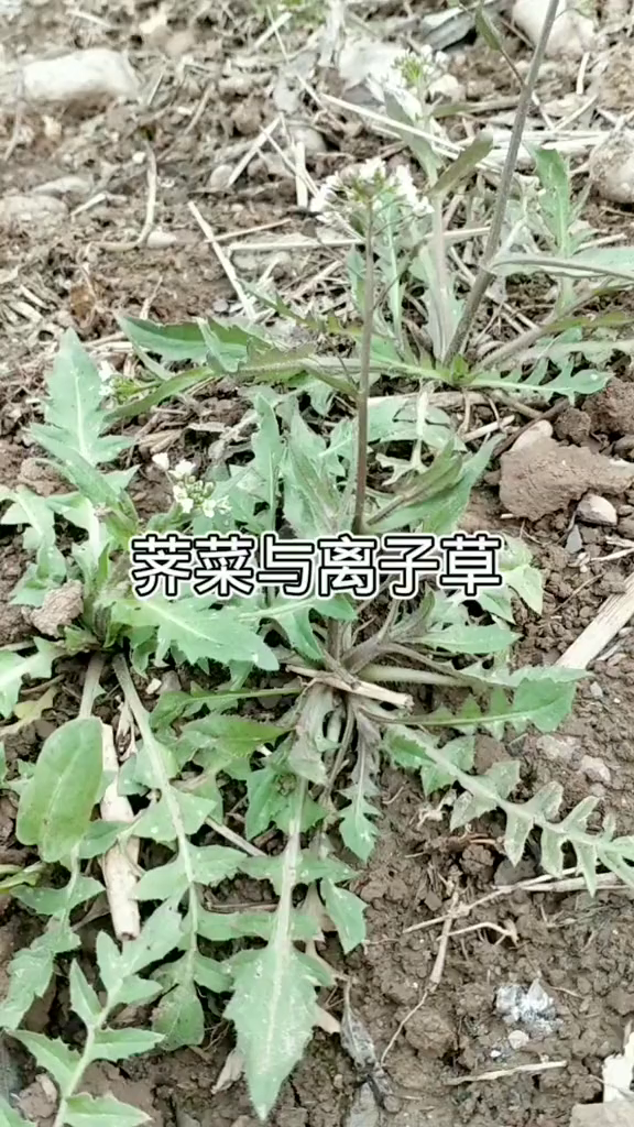 荠菜与离子草,承蒙喜欢,感谢关注!