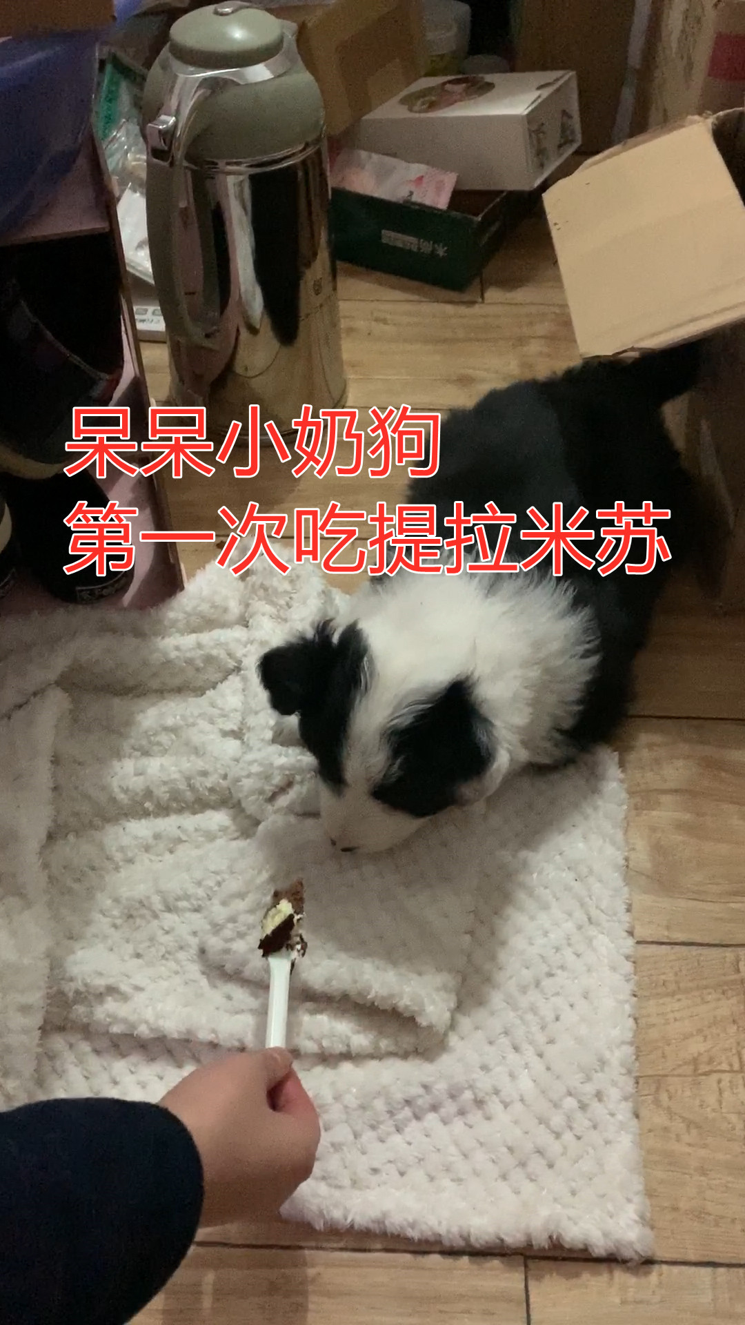 边境牧羊犬小奶狗,第一次吃到提拉米苏