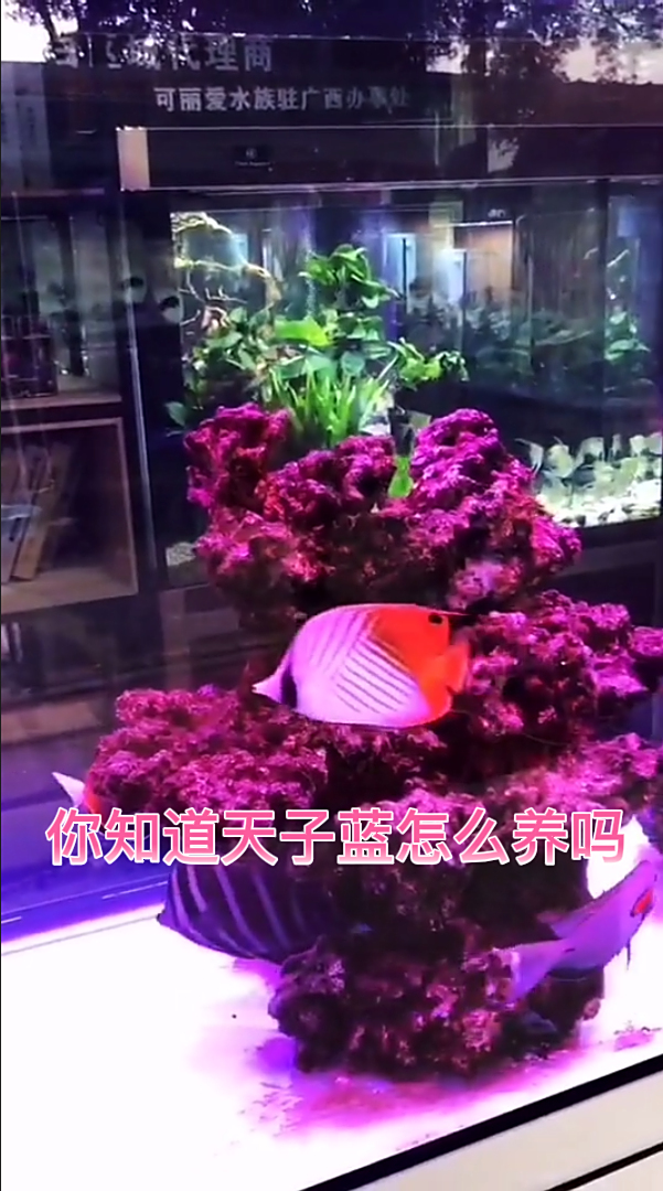 你知道天子蓝怎么养吗