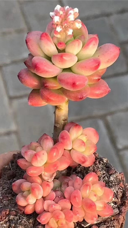 多肉“慢时光”:3年养出“腰子蛋”,珠圆玉润的“粉多肉”!