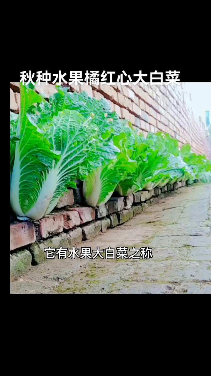 橘红心水果大白菜