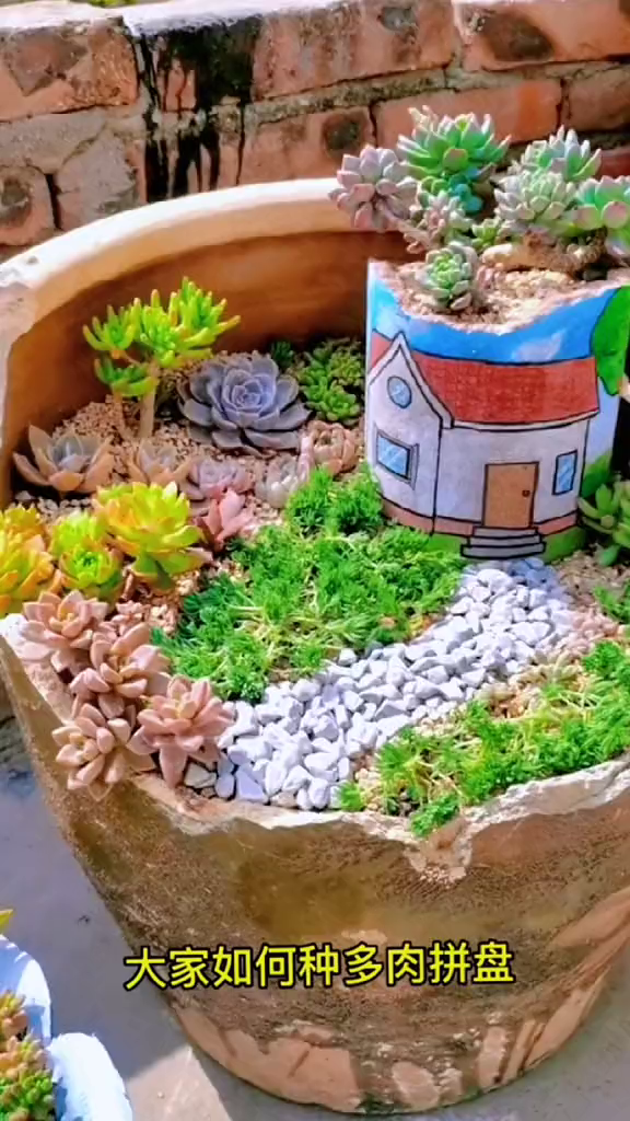 废坛利用多肉拼盘造景微景观爱生活爱养花生活小技巧